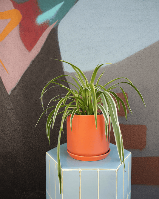 East End Flower Market Stockholm Spider Plant Decor