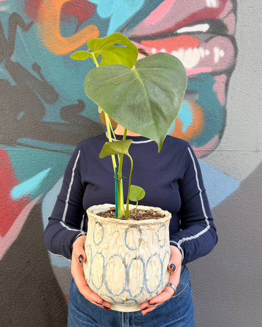 East End Flower Market Lennox Monstera