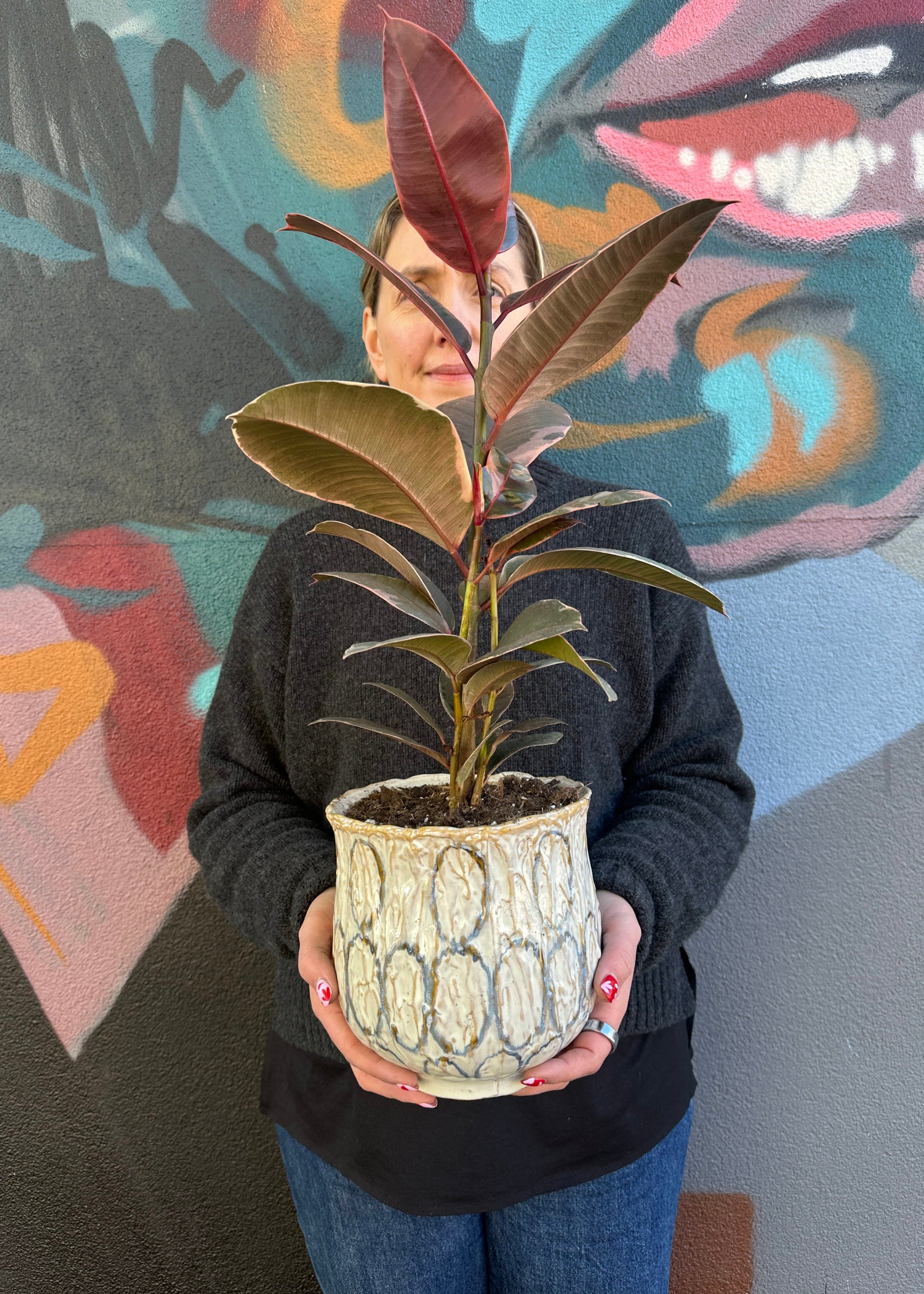 East End Flower Market Lennox Rubber Plant