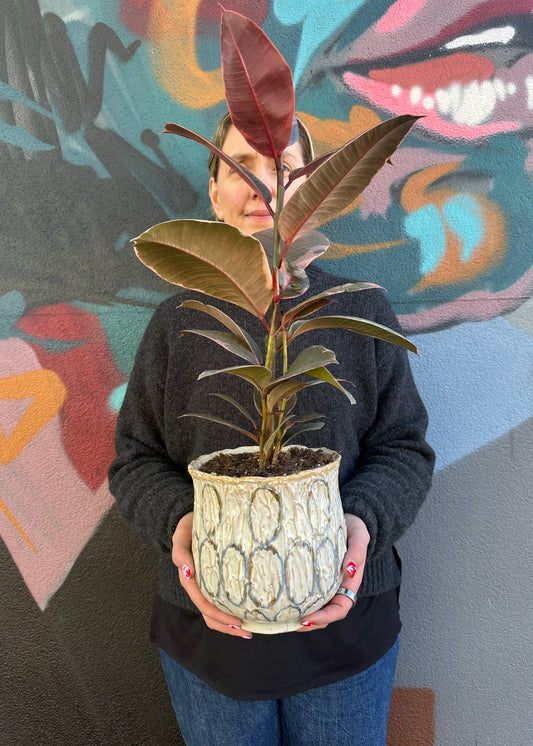 East End Flower Market Lennox Rubber Plant