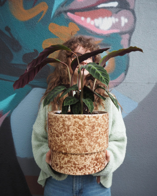 East End Flower Market Leon Calathea Warscewiczii