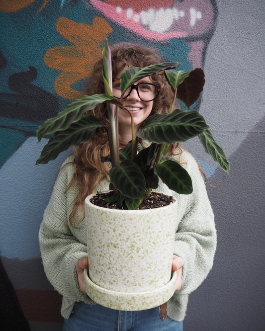East End Flower Market Leon Calathea Warscewiczii