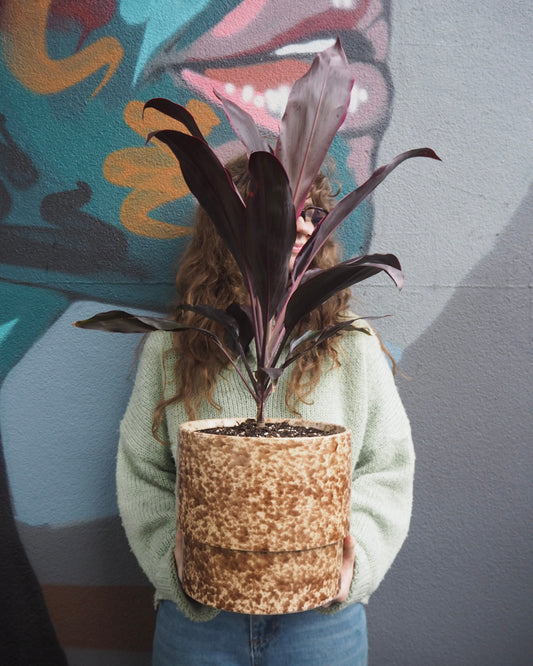 East End Flower Market Leon Cordyline Rubra