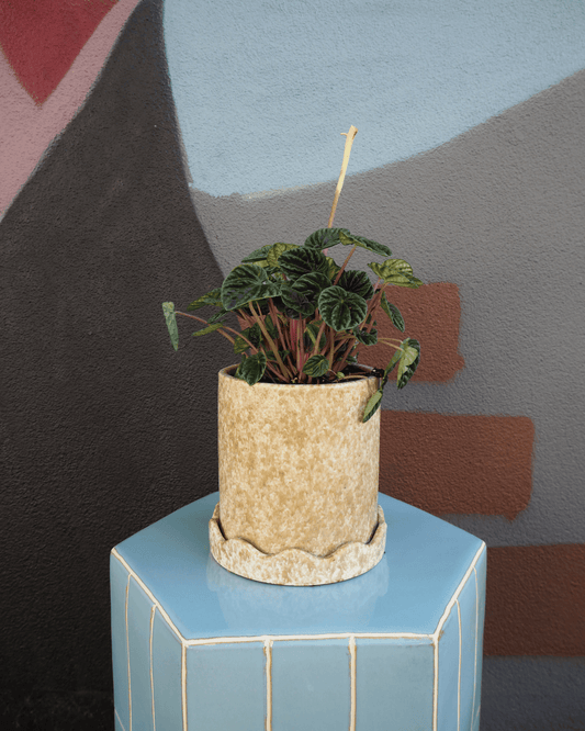 East End Flower Market Macy Peperomia