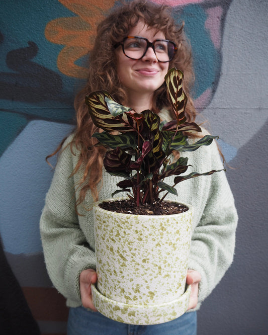 East End Flower Market Mason Calathea Makoyana