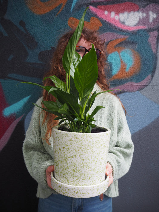 East End Flower Market Mason Peace Lily