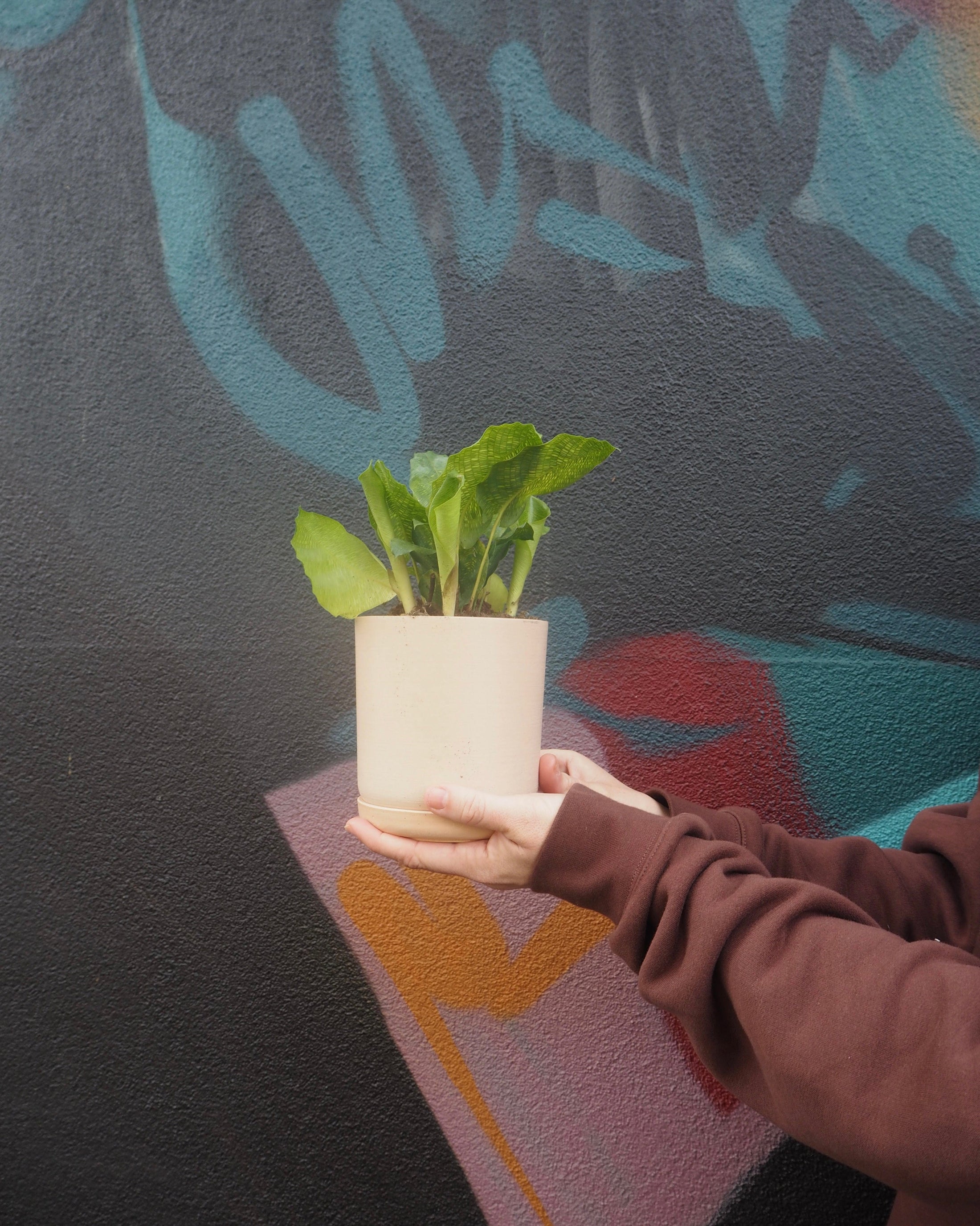 East End Flower Market Mini Calathea Musaica