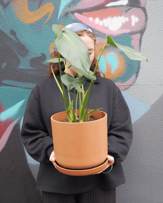 East End Flower Market Monstera