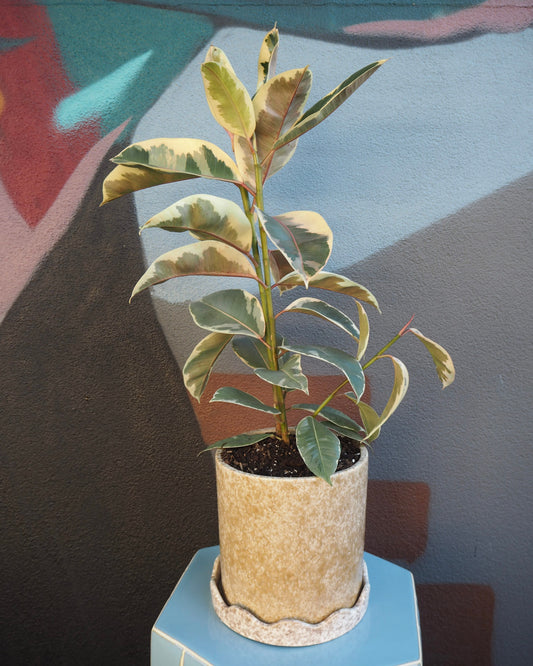 East End Flower Market Mustard Ficus