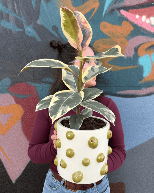 East End Flower Market Oliva Rubber Plant