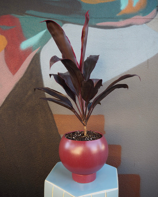 East End Flower Market Orbit Cordyline