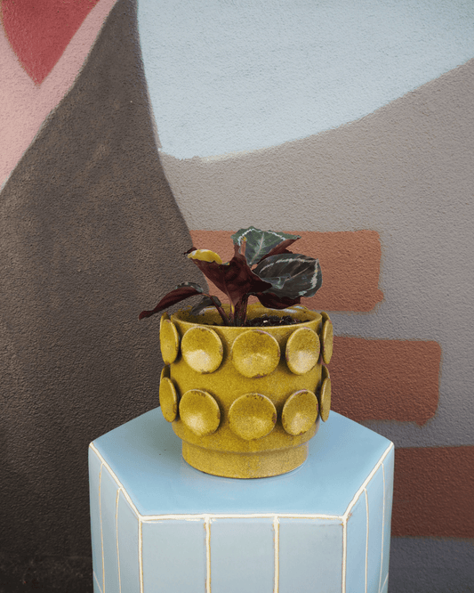 East End Flower Market Perry Calathea
