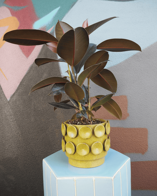 East End Flower Market Perry Rubber Plant