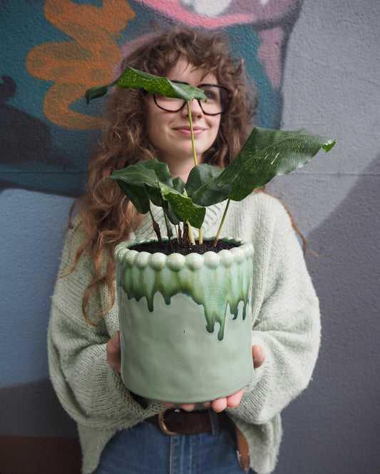 East End Flower Market Pip Calathea Musaica