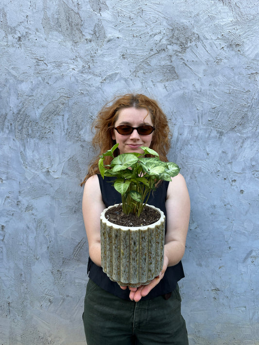 East End Flower Market Barona Syngonium Pixie plant