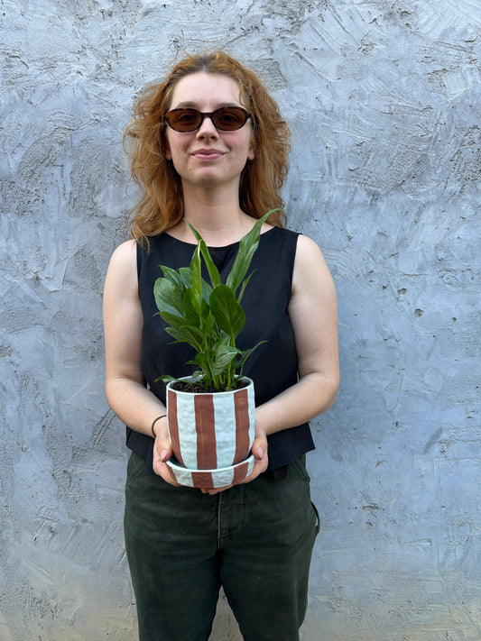 East End Flower Market Ligne domino peace lily plant