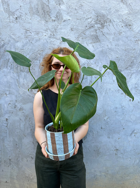 East End Flower Market Ligne Monstera plant