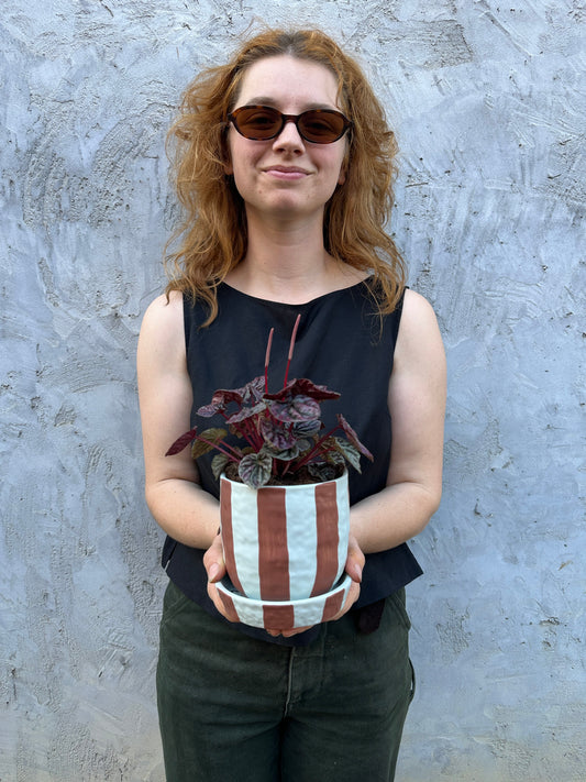 East End Flower Market Ligne Pepperomia plant