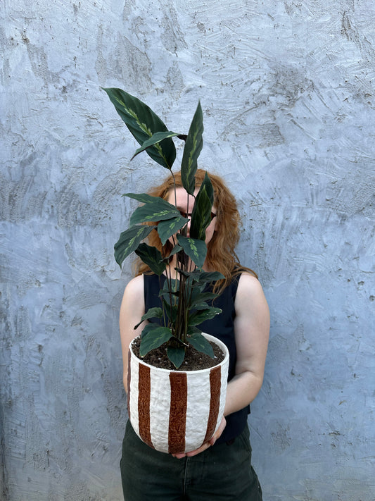 East End Flower Market Rayas Calathea Maui Queen plant