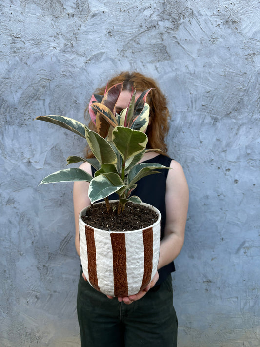 East End Flower Market Rayas Rubber Tree plant