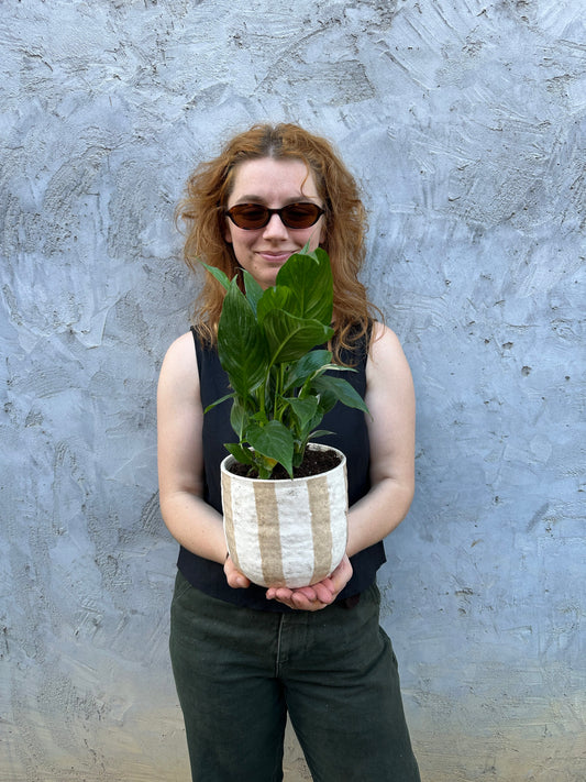 East End Flower Market Rayas Tan Domino Peace Lily plant
