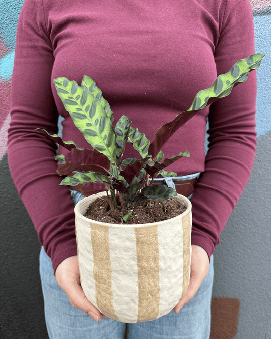East End Flower Market Rayas Calathea