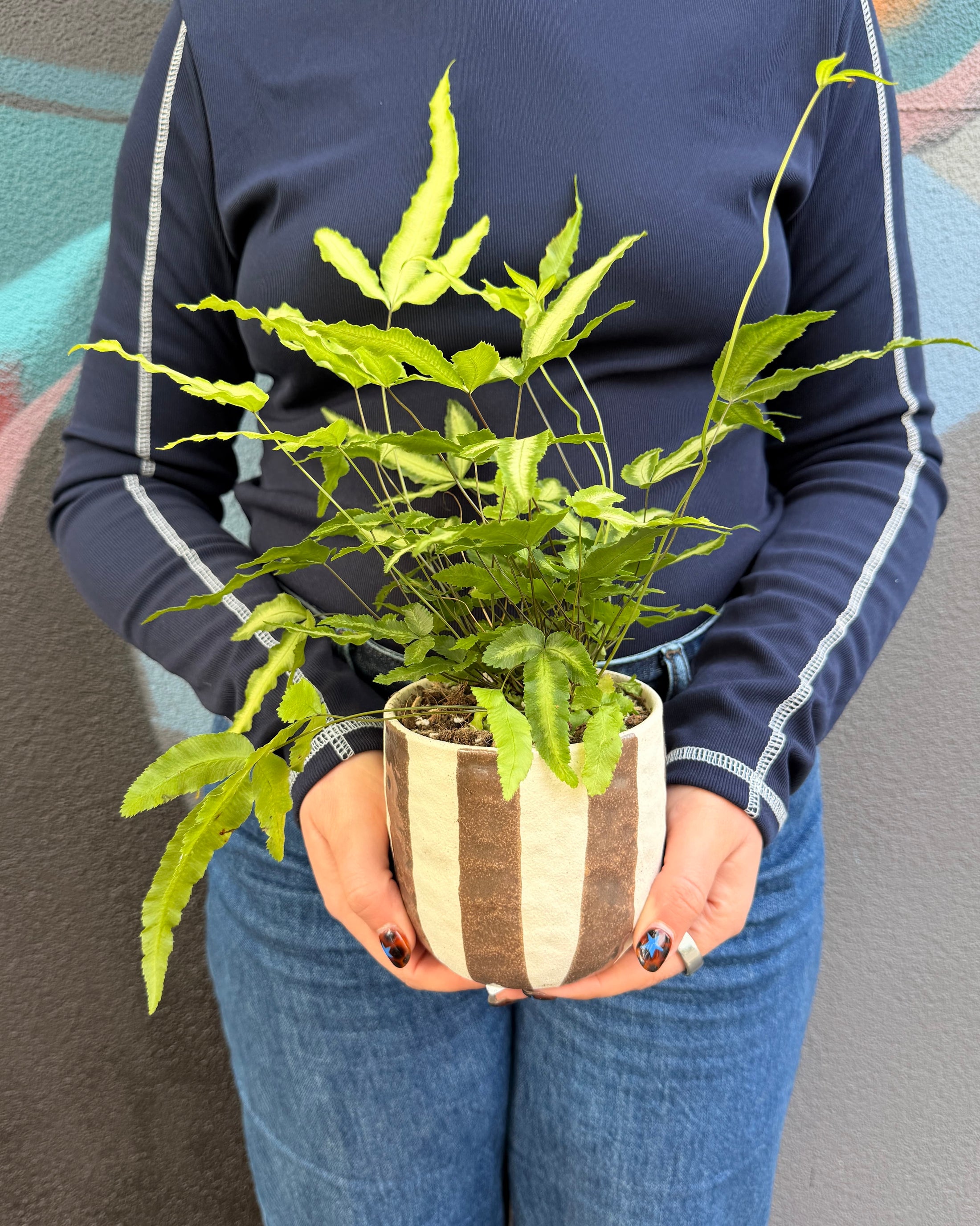 East End Flower Market Rayas Silver Ribbon Fern