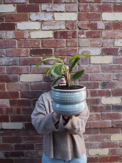 East End Flower Market Ryna Calathea Gecko