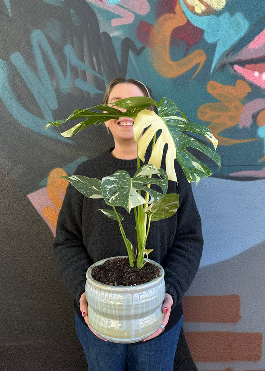 East End Flower Market Ryna Thai Constellation Monstera