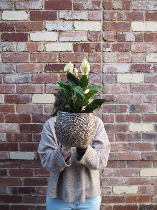 East End Flower Market Scopella Peace Lily