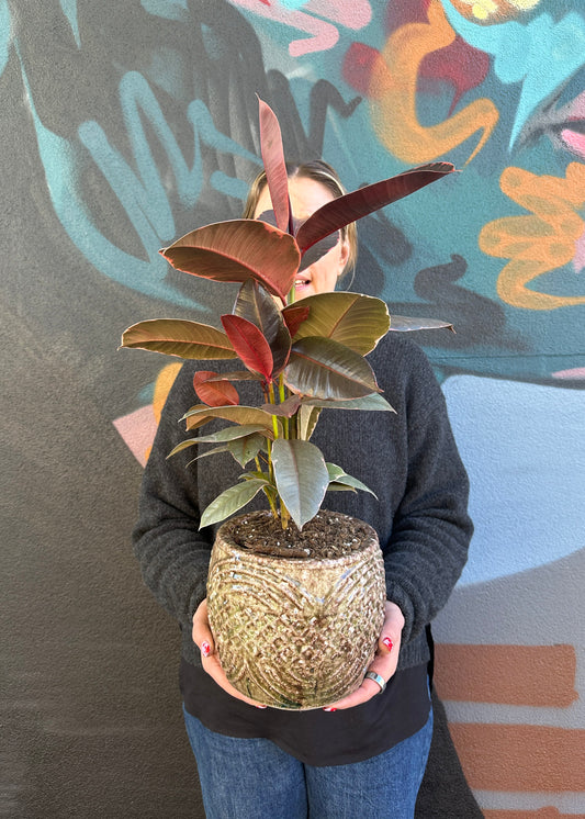 East End Flower Market Scopella Rubber Tree