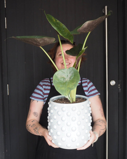 East End Flower Market Slate Alocasia