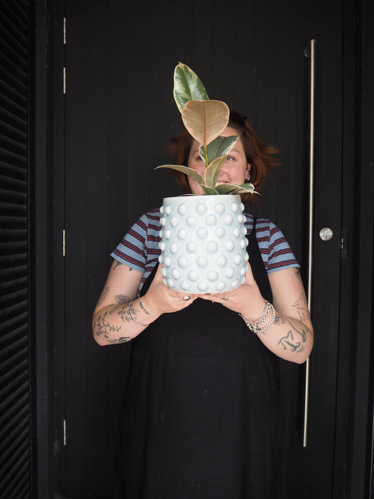 Slate Ficus | East End Flower Market