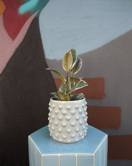 East End Flower Market Slate Ficus