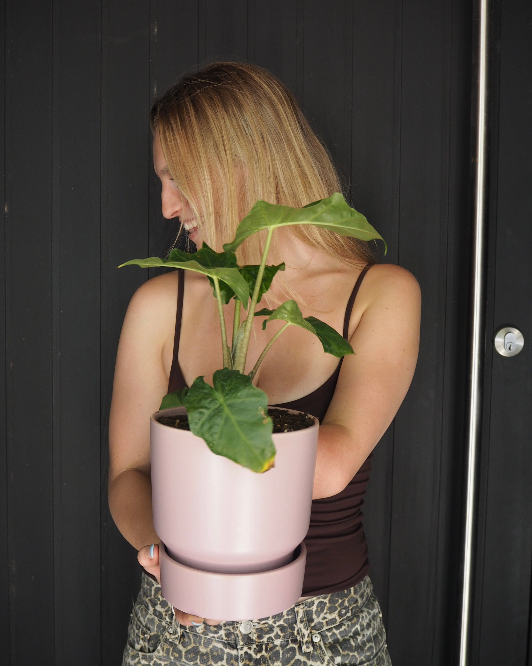 East End Flower Market Stockholm Alocasia