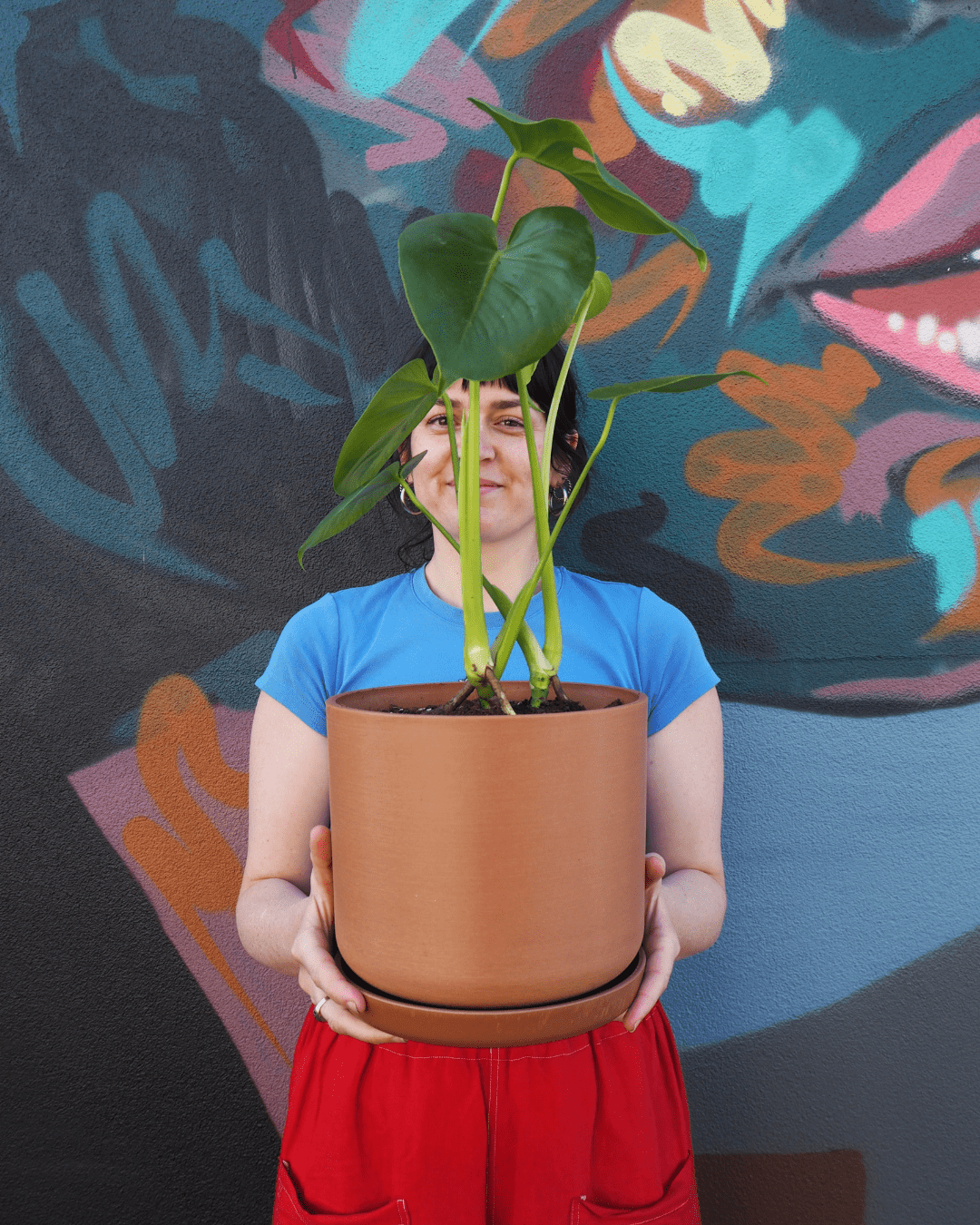 East End Flower Market Terracotta Monstera Large