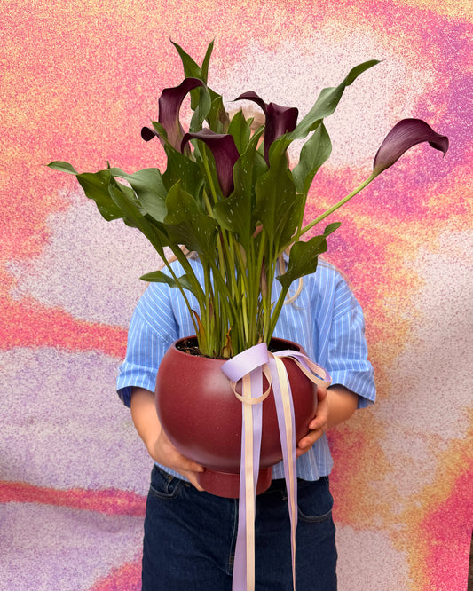 East End Flower Market The Paralucia Calla Lily