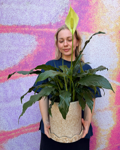 East End Flower Market The Parnassian Peace Lily