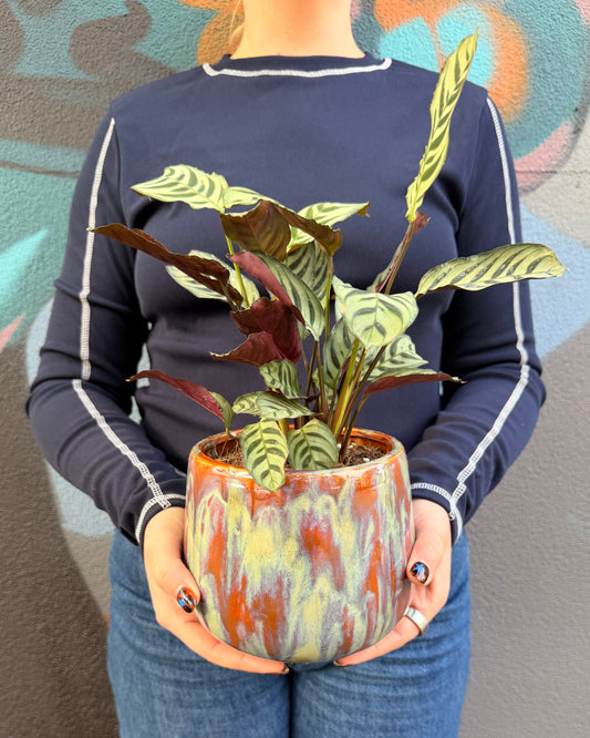 East End Flower Market Toledo Calathea
