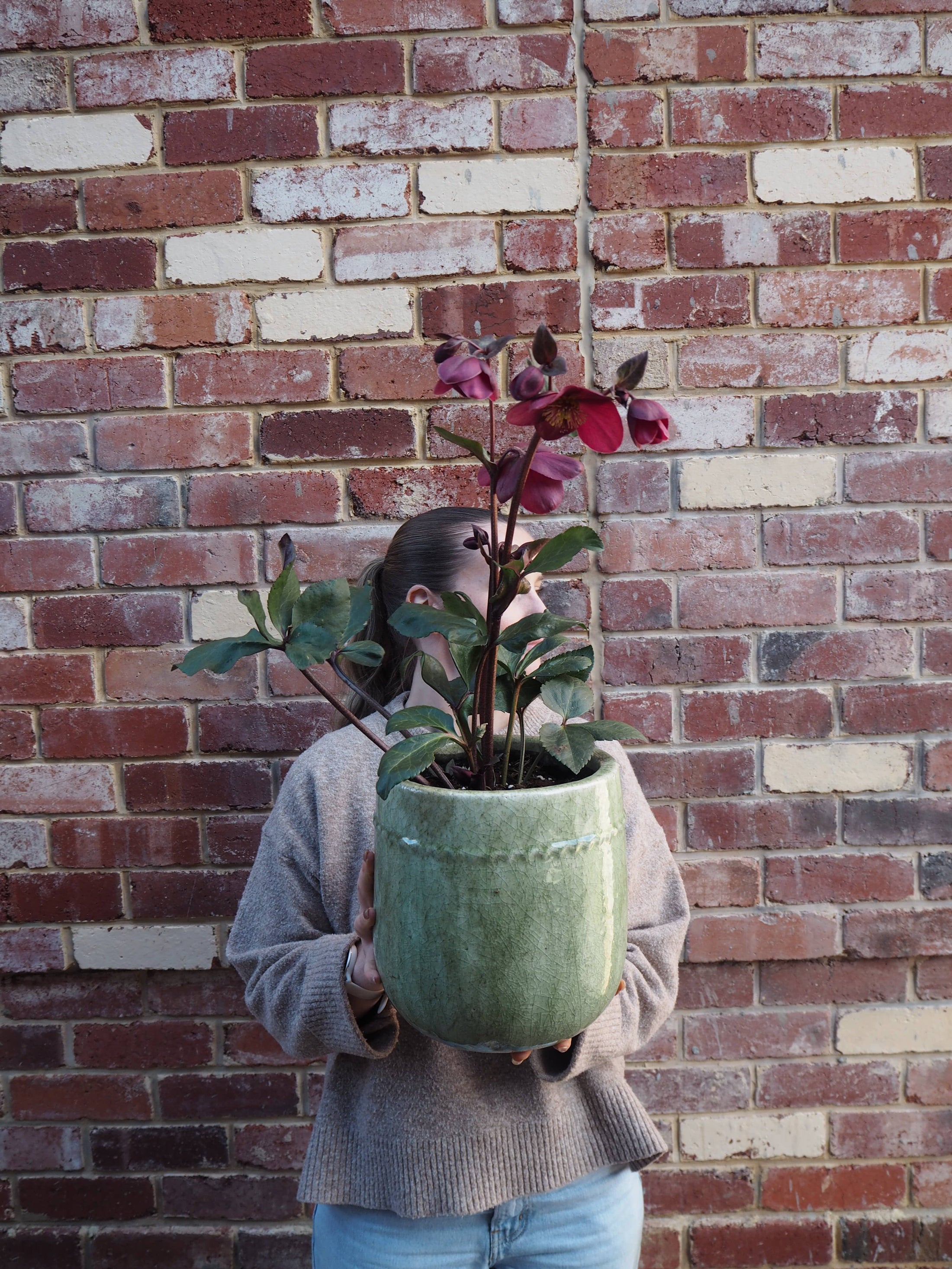 East End Flower Market Toledo Hellebore