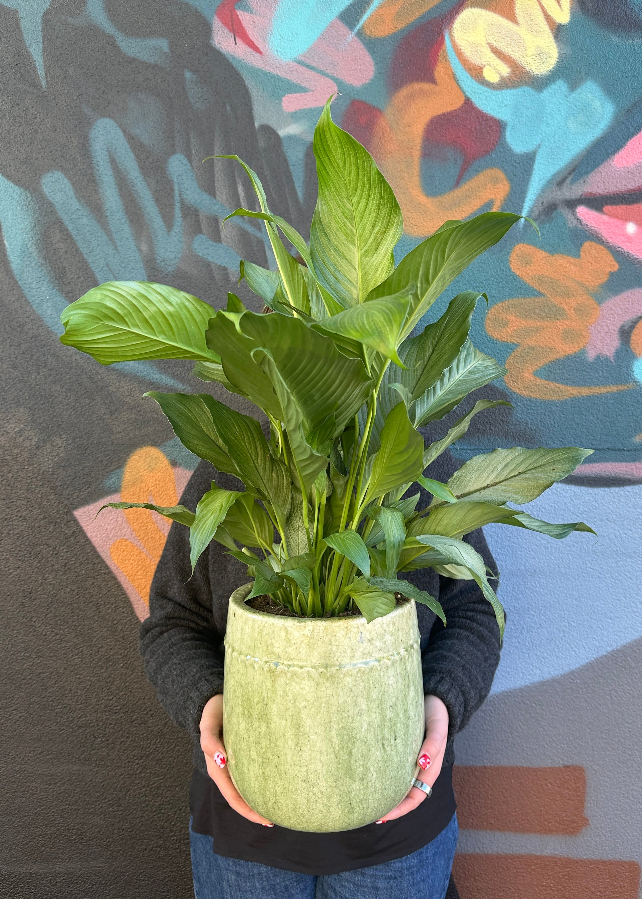East End Flower Market Toledo Platinum Mist Peace Lily