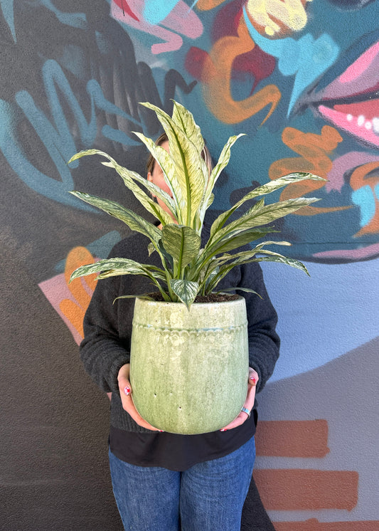 East End Flower Market Toledo Sensation Variegated  Peace Lily