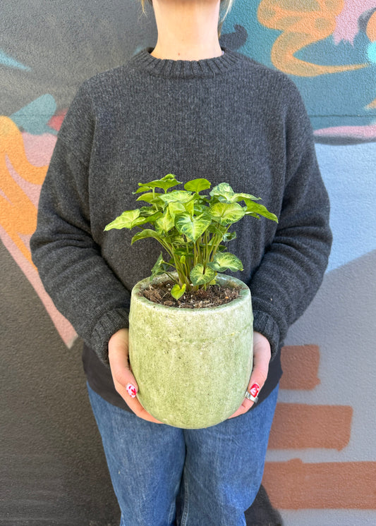 East End Flower Market Toledo Syngonium