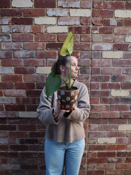 East End Flower Market Trento Monstera