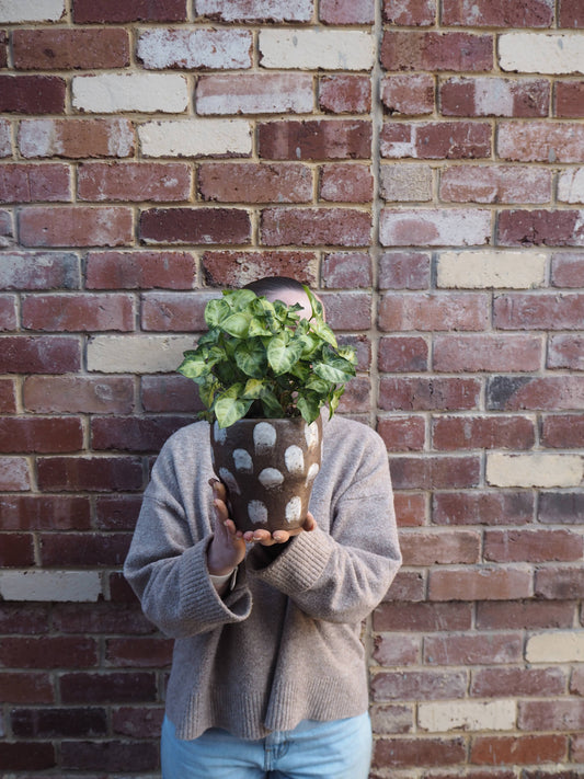 East End Flower Market Trento Syngonium
