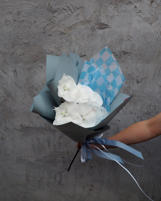 East End Flower Market Wednesday Phalaenopsis Orchid Special