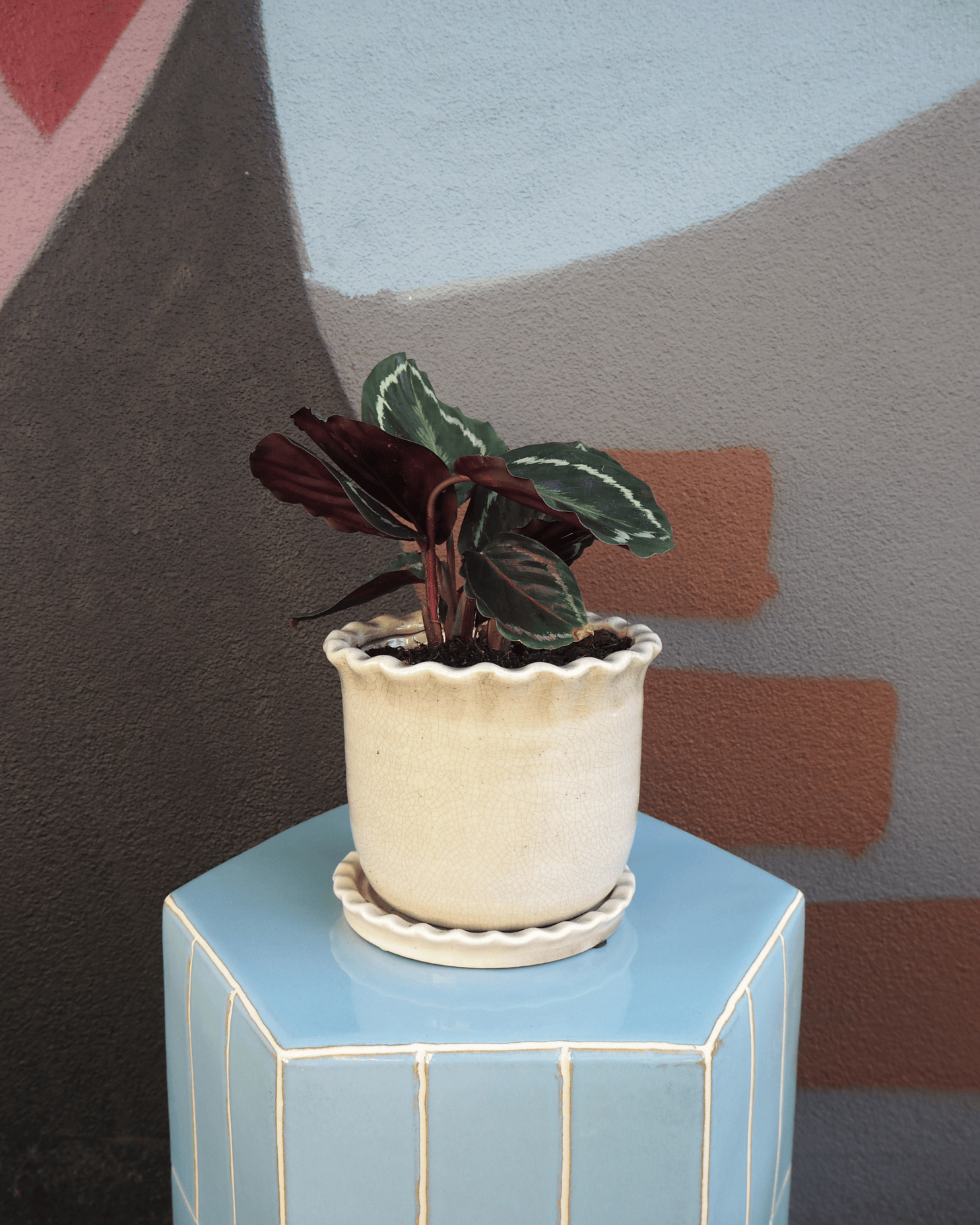 East End Flower Market Zaragoza Calathea