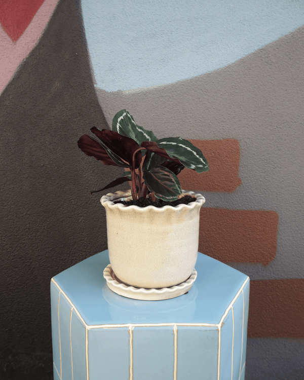 East End Flower Market Zaragoza Calathea