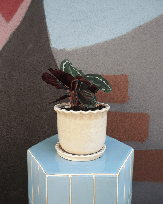 East End Flower Market Zaragoza Calathea
