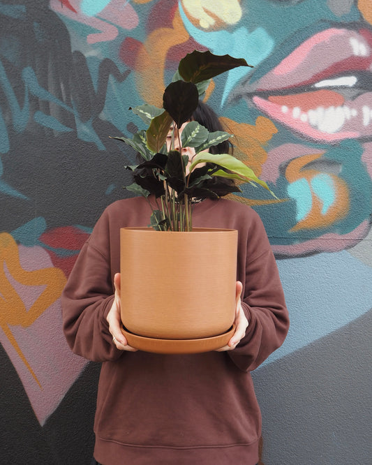 Calathea Maui Queen